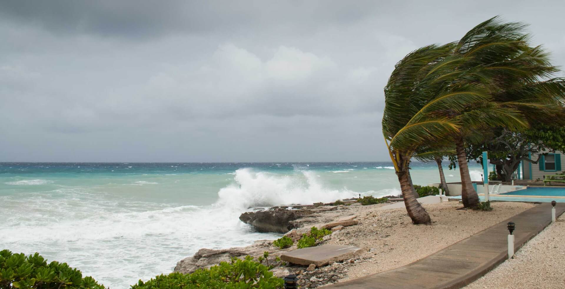 Palm trees on shore being blown from winds of hurricane