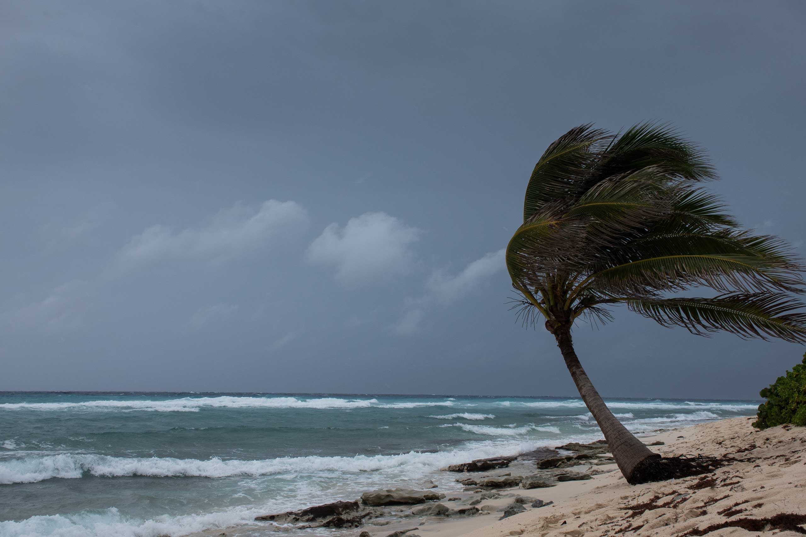 A palm tree getting blown around by a hurricane