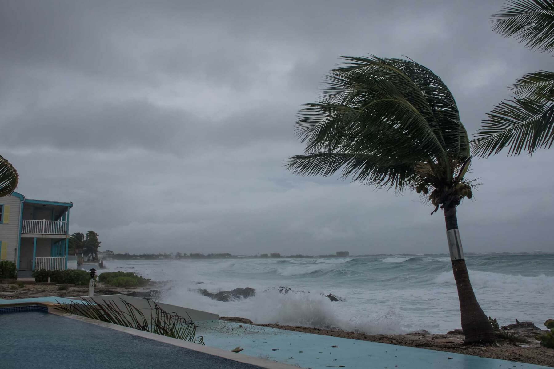 A palm tree getting blown around by a hurricane as waves crash onto the shore nearby