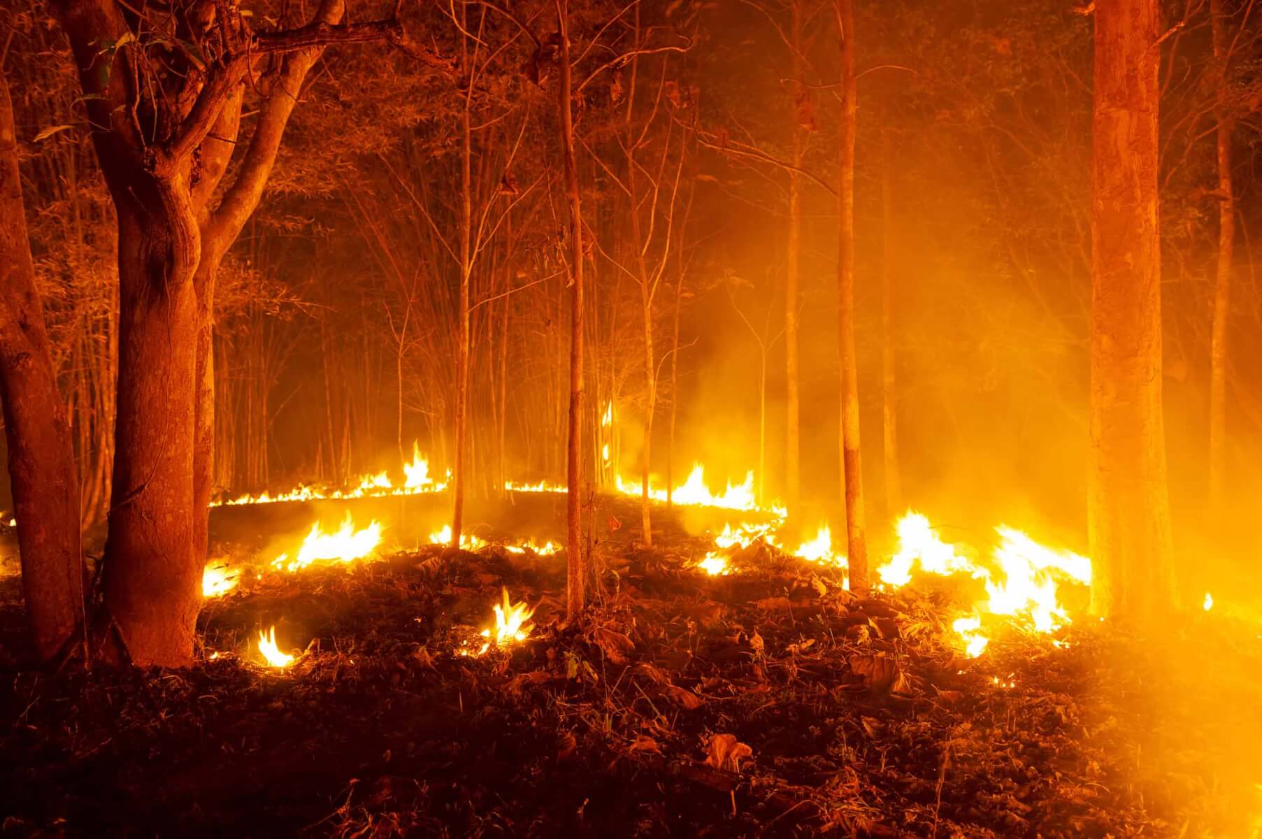 Forest fire, Wildfire burning tree in red and orange color at night in the forest at night, North Thailand.